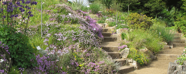 Das Alpinum zeigt Gebirgspflanzen aus allen Erdteilen