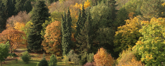 Das Arboretum ist eine der größten Gehölzsammlungen Deutschlands mit zahlreichen Raritäten