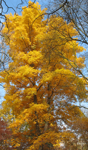 Herbstfarbung Im Botanischen Garten Botgarten