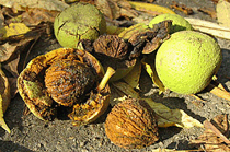 Juglans nigra