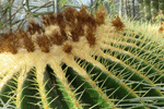 Botanischer Garten der Johannes GutenbergUniversität Mainz