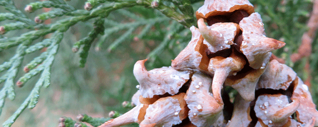 Die Gymnospermen-Abteilung zeigt Vertreter aus allen Familien der Nadelbäume