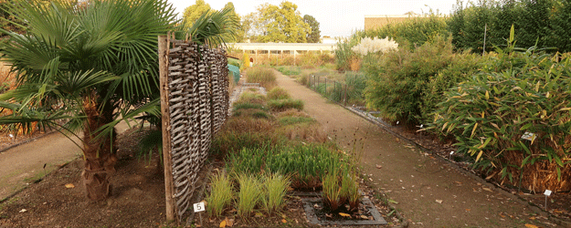 Die Systematische Abteilung thematisiert die Evolution und Vielfalt der Blütenpflanzen