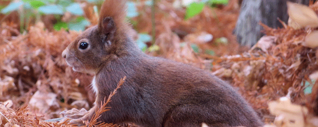 Eichhörnchen vergraben Nüsse als Wintervorrat und tragen damit auch zur Ausbreitung dieser Pflanzen bei