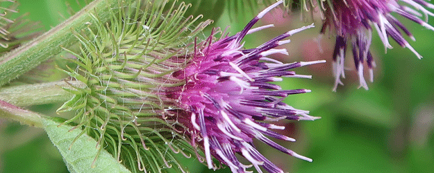 Blütenköpfchen der Kleine Klette (Arctium minus) mit hakenförmig gebogenen Hüllblättern zur Anheftung