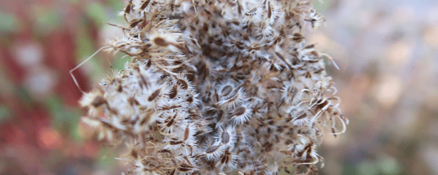 Die stacheligen Früchte der Wilden Möhre (Daucus carota)