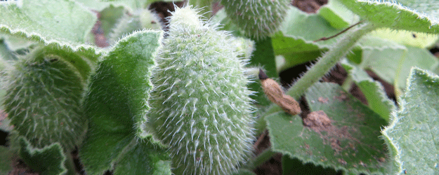 Reife Früchte der Spritzgurke (Ecballium elaterium) kurz vor der Explosion