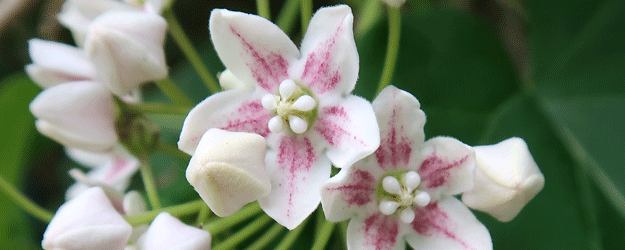 Fünfzählige weiße Blüten mit rotviolettem Farbmuster zur Mitte der Blüte 