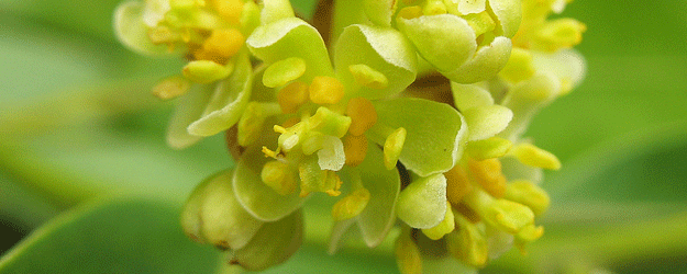 Blüten des Kalifornischen Berglorbeers (Aufnahme vom 22.04.2013) 