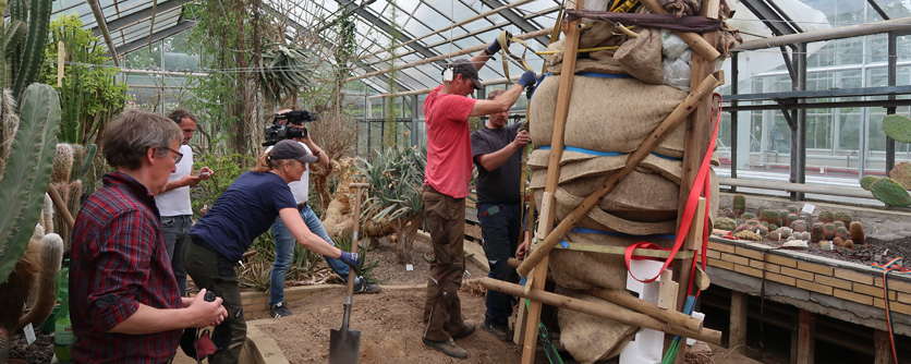 Operation Nashorn - Kaktus schwebt durch das Gewächshausdach
