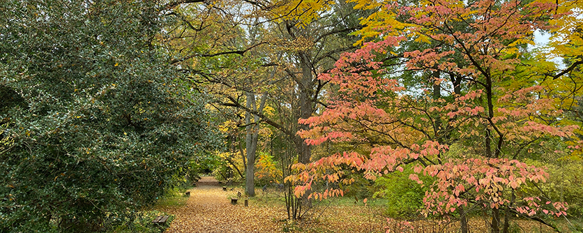 Herbstfärbung im Botanischen Garten
