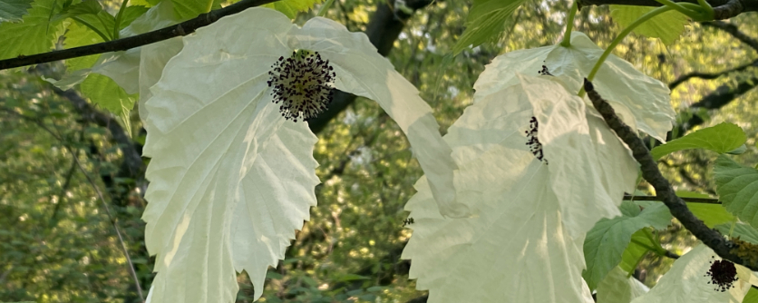 Die Suche nach dem Taschentuchbaum kann wieder beginnen!