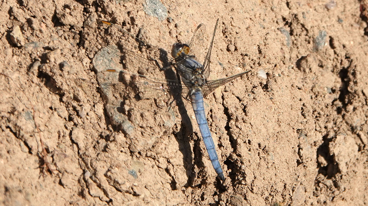Orthetrum brunneum entdeckt im Steinbruch Jettenbach, Foto: © Carsten Renker