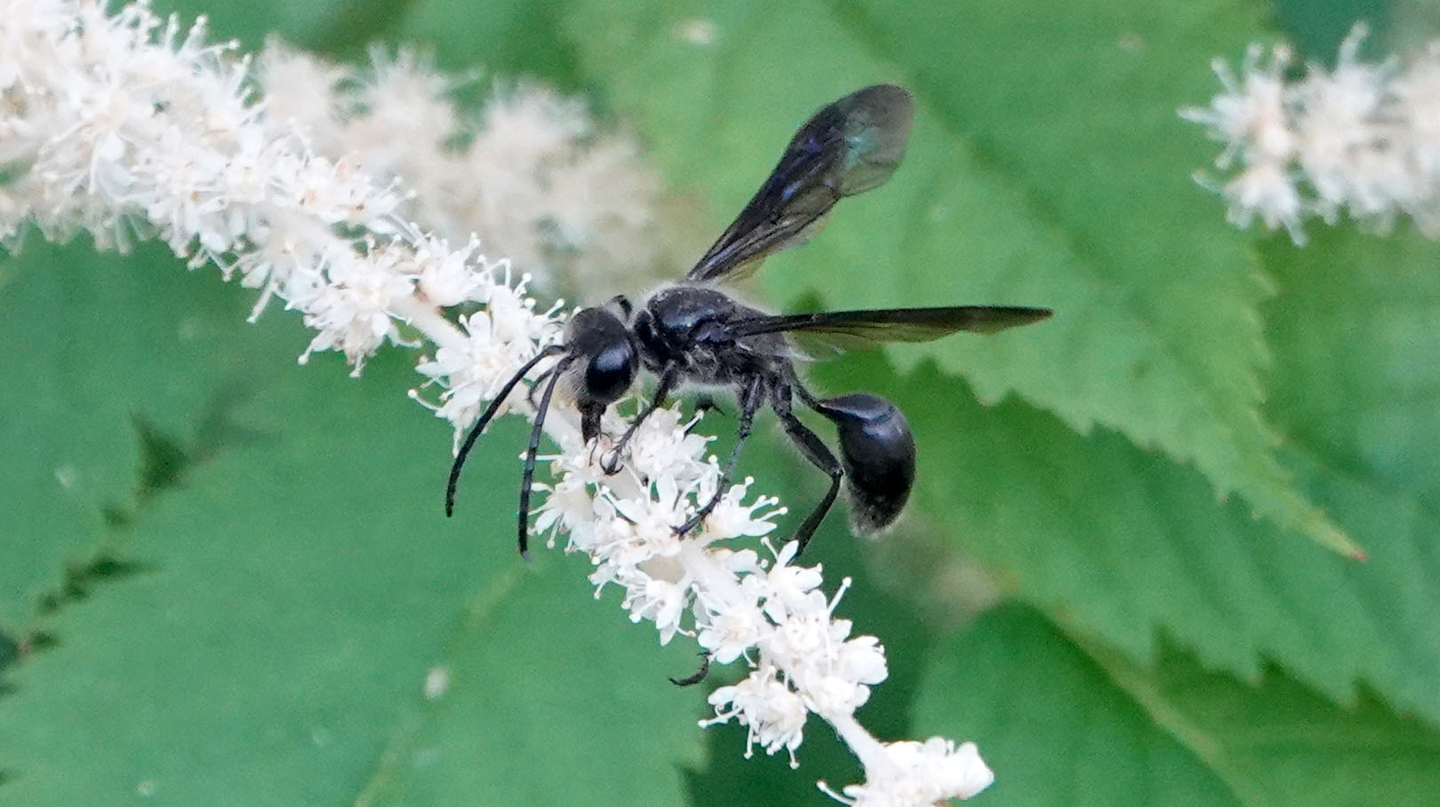 Isodontia mexicana entdeckt im Botanischen Garten Mainz während der Aktion »BioBlitz 2025«, Foto: © Carsten Renker