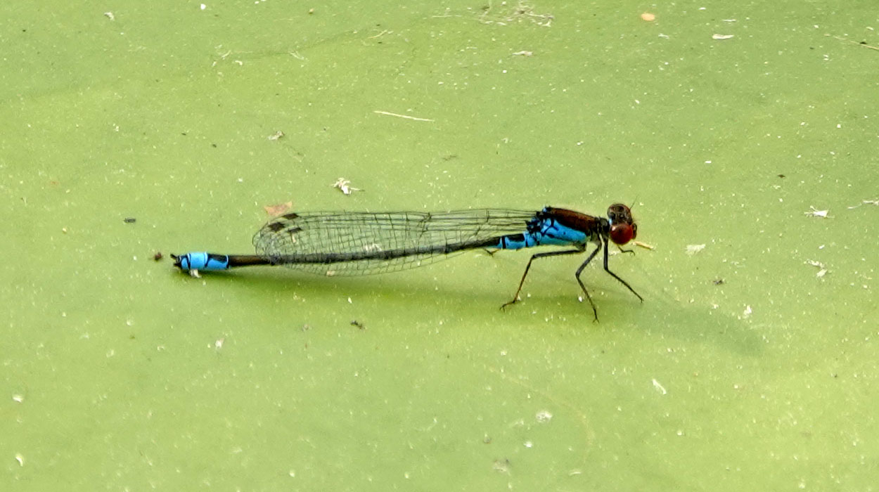 Erythromma viridulum entdeckt im Botanischen Garten Mainz während der Aktion »BioBlitz 2025«, Foto: © Carsten Renker